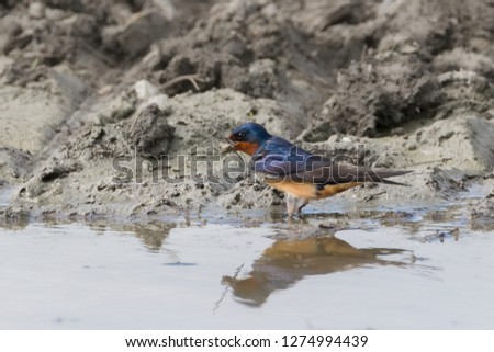 Barn Swallow bird standing in water with reflection while collecting mud and vegetal material to build the nest