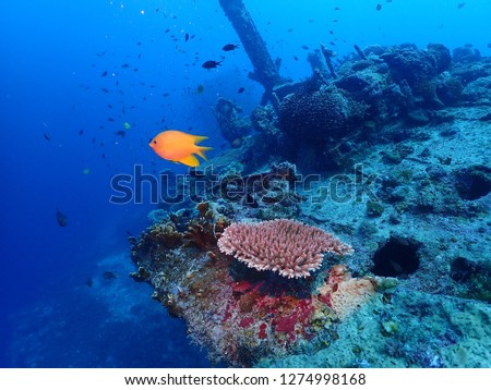 Scuba Diving Atun Wreck in Rabaul / Kokopo , East New Britain , Papau New Guinea . This wreck is located at Little Pigeon Island  Royalty-Free Stock Photo #1274998168