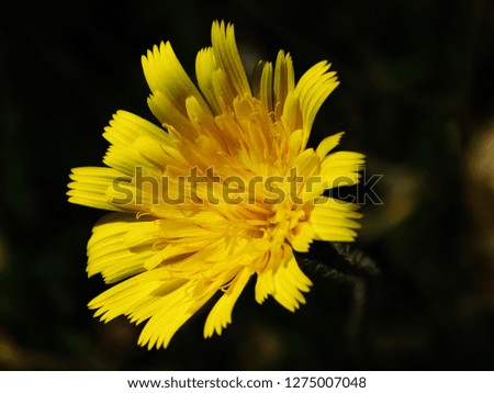   Yellow Flower on dark background  
