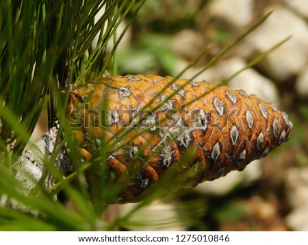       Pinecone on branch    