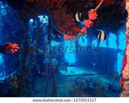 Scuba diving in Rabaul , Kokopo on Atun Wreck located next to Little Pigeon Island . East New Britain , Papau New Guinea scuba diving .  Royalty-Free Stock Photo #1275011527