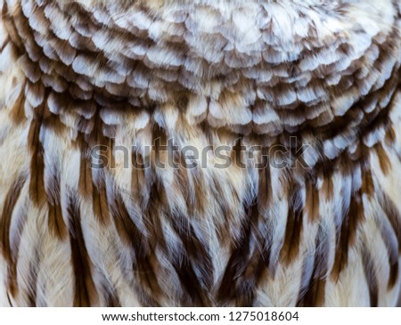 Barred owl feathers.