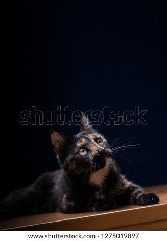 Cat studio black grey