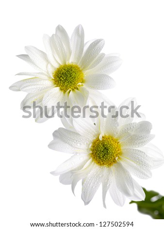 Image of two white daisies on white background