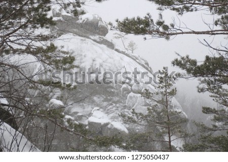 Winter cliffs. Christmas trees and fir. Falling snow Mountains and Dovbush Rocks. Ukraine