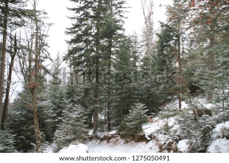 Winter forest. Christmas trees and fir. Falling snow