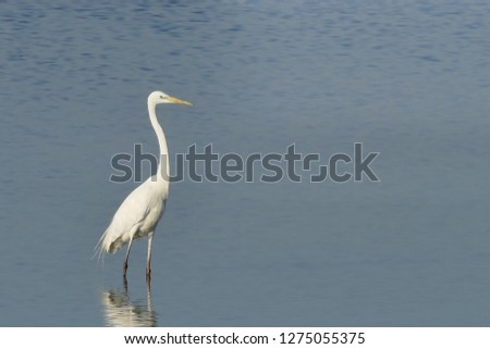white heron reflected on the water - birdwatching in Po Delta national park
