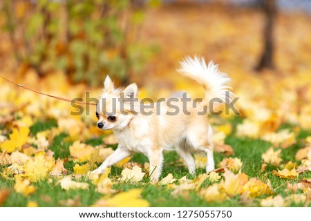 Cream long haired chihuahua walks on embankment in big city