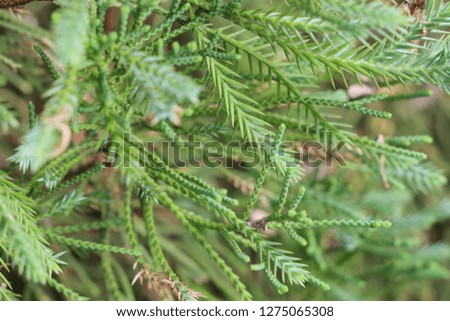 Tree pine Close up at garden