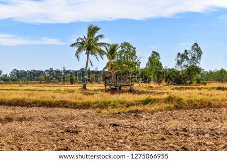 
Huts in the fields in the dry season