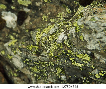 Beautiful nature background, image with tilt-shift effect - green lichen on the stone at Spitsbergen (Svalbard), Norway 