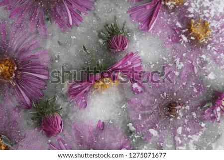 Purple flowers in ice