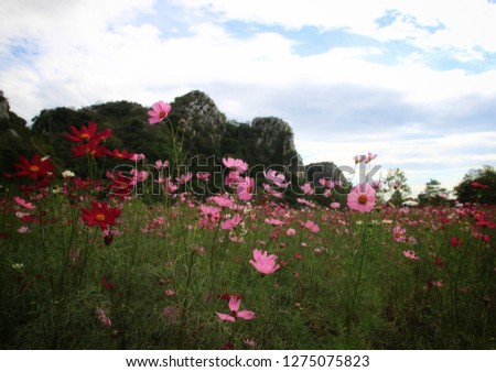 Beautiful landscape of the day.  And beautiful cosmos flowers in the garden. It is a beautiful picture. 