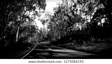 Black and white view of the road through the forest in Bandipur India