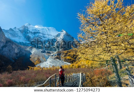 Young photographer standing on the bridge to take pictures of Yellow pine forest with snow-capped mountain and blue sky in the background at Yading Nature Reserve, Sichuan, China