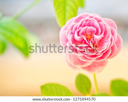 Rose soft and blur style with color filter for background. Pink roses planted in the garden are beautiful blooming fragrant.