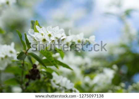 Blossoming flowers picture