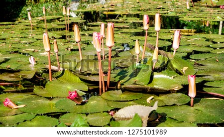 Water lilies or lotuses with leaves in the pond
