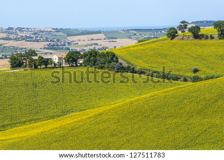 Marches (Italy) - Landscape between Potenza Picena and Montecosaro, near Macerata, at summer