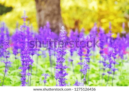 Violet flowers that are displayed at the beautiful flower festival in Chiang Rai, Thailand.