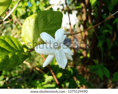 White jasmine flower with morning light.