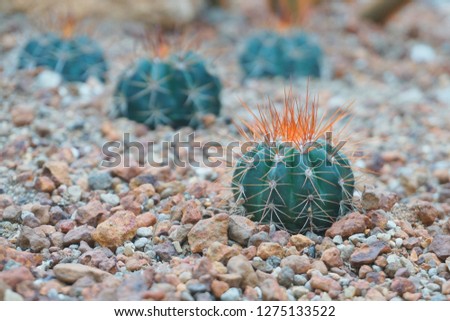 Cactus with red thorn in a greenhouse