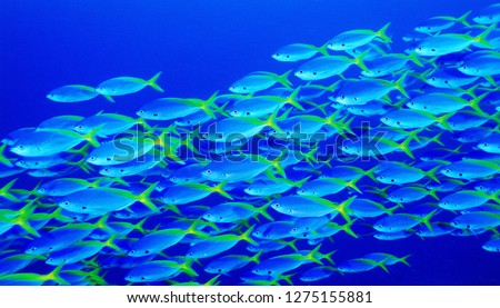 Fish in ocean. Snapper fish school. Shoal of fish in sea Royalty-Free Stock Photo #1275155881