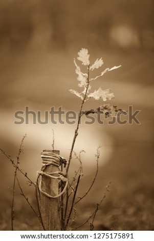Autumn cloudy day. A small oak tree sprout with a prop - stick on the rope. Soft defocus. Picture taken in Ukraine, Kiev region. Black and white image. Sepia