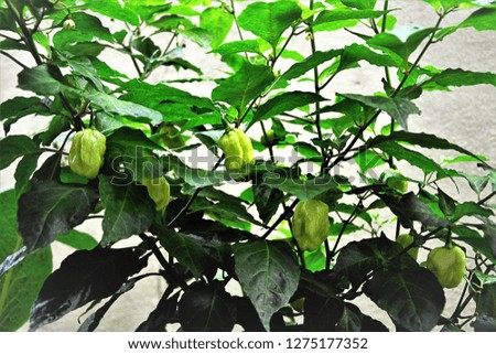 Capsicum chinense pepper filled with fruits in the garden