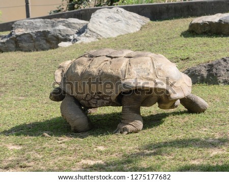 Giant Tortoises - Galapagos (Chelonoidis nigra) and Aldabra Aldabrachelys gigantea)