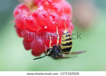 The wasp sits on a raspberry. Beautiful natural background. Striped wasp drinking raspberry juice. Beekeeping brings honey