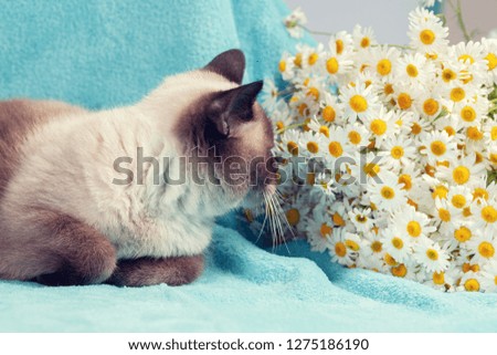 Cat lying on blue blanket and sniffing chamomile flowers