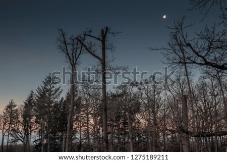 Forest in the night with moon