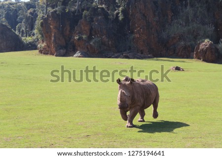 a rhino running through the field in semi-freedom