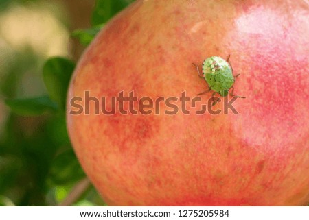 Pommegranate on the tree