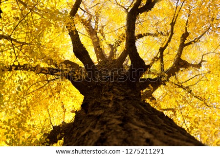 Close up picture of a big ginkgo tree with many autumn ginkgo yellow leaves. Photoed in tokyo japan.