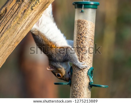 Grey Squirrel ( Sciurus carolinensis ) feeding on a bird feeder