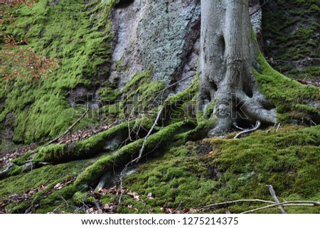 Tree with mossy roots on a wall of rocks in the Thuringian Forest near Wartburg castle in Germany