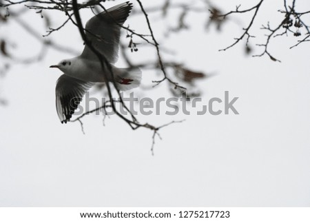 Snow Day And Seagull In The Air. White And Grey Blurred Background Of Winter Time, Close Up.
