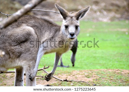 Kangaroo in Australia