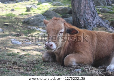 wild cow France