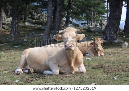 wild cow France