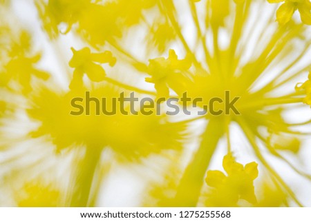 Yellow stems macro background. Magydaris panacifolia