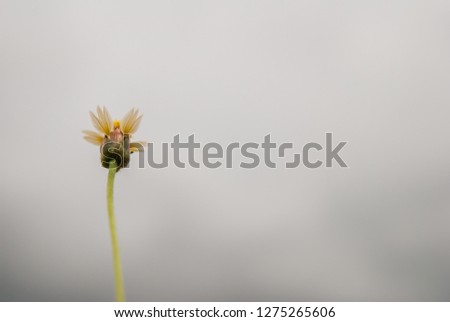 Soft Focus,Grass flowers or daisies that are blooming on the ground alone in the morning of winter are grasses that grow naturally and are beautiful.
The blooming grass is blurred on the background