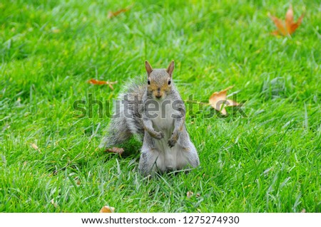 Wild animals, Gray Squirrel (Sciurus carolinensis) collects nuts in the park