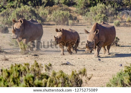 Baby rhino with its family, African safari