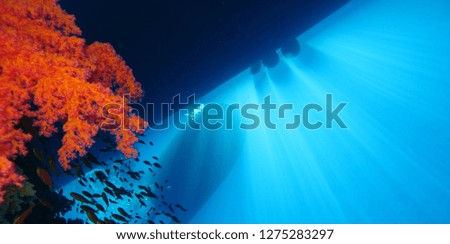 Underwater world in deep water in coral reef and plants flowers flora in blue world marine wildlife, travel nature beauty exploration in diving trip, dive. Fish, corals and sea creatures, divers world