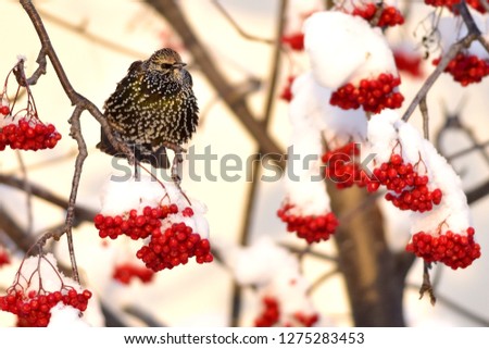 European starlings in Alaska winter.