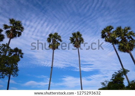 Beautiful blue sky and white clouds with high palm trees in the middle of photo frame. 
