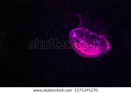 Glowing purple jellyfish isolated on black background